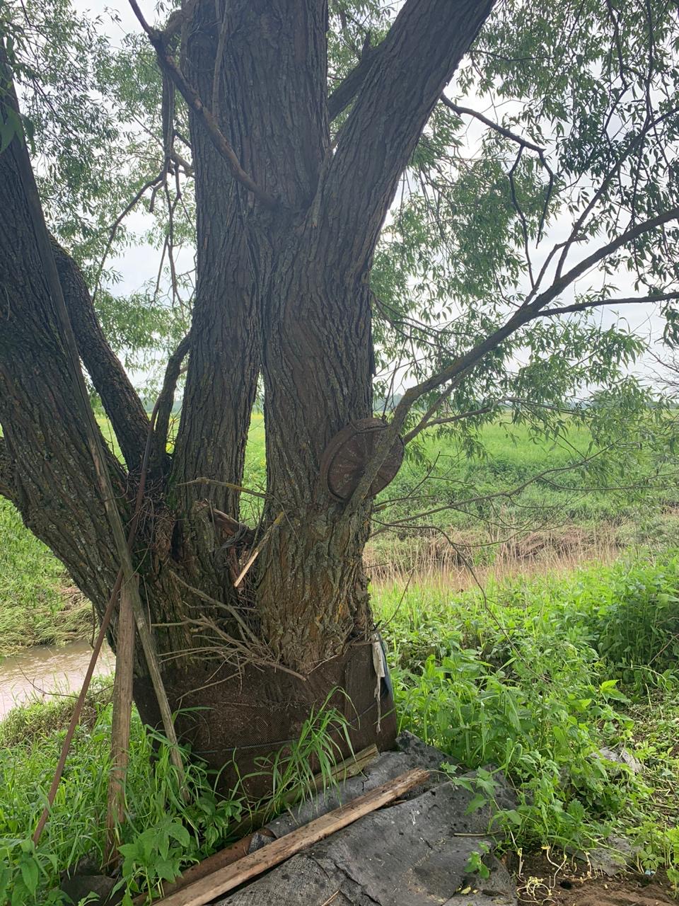 Мину, найденную на дереве, обезвредили взрывотехники ГКУ МО «Мособлпожспас»